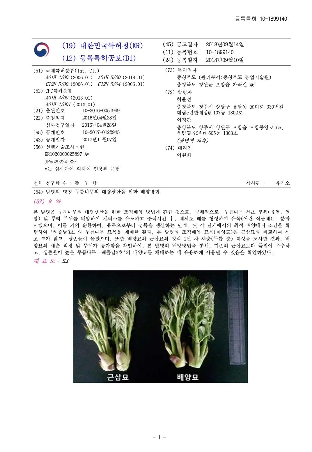 두릅나무 특허