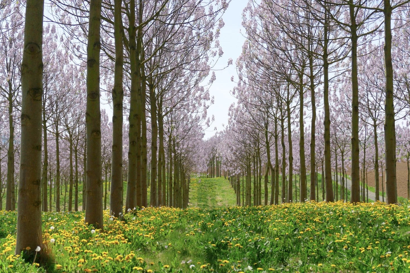Nectar forest establishment