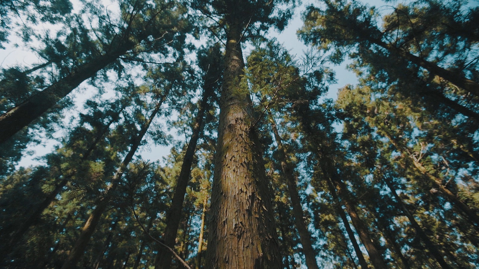 Forest Ventures