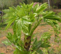 음나무 청송