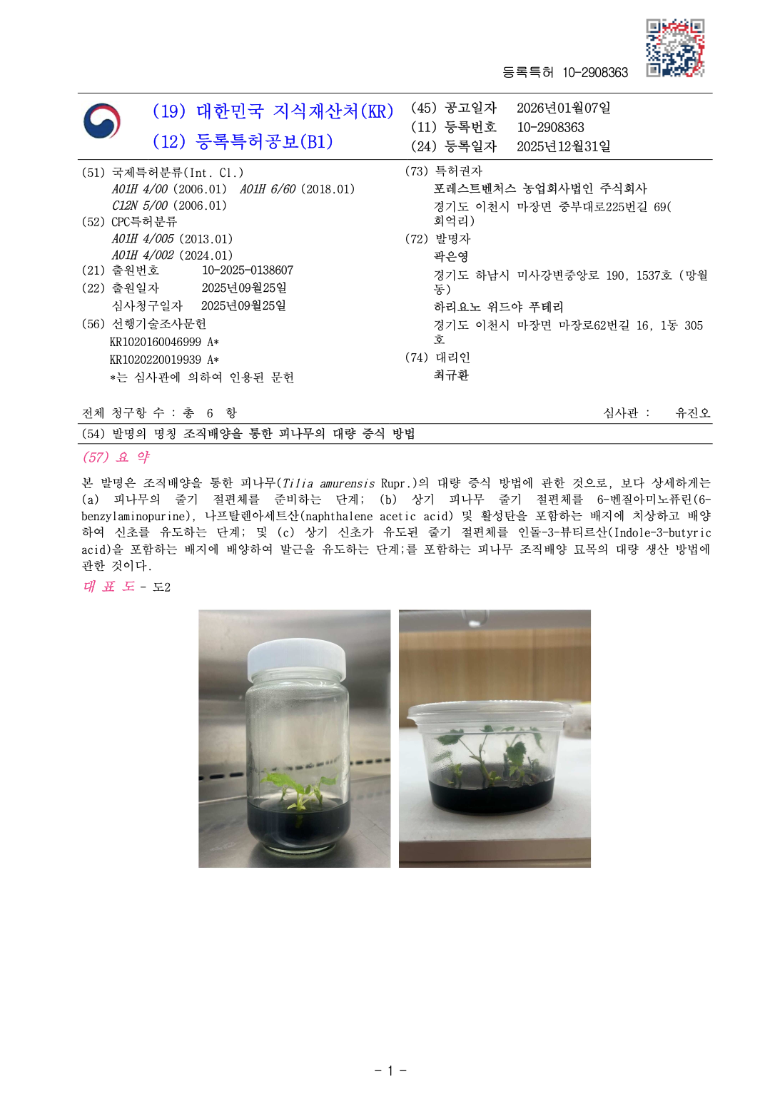 피나무 특허